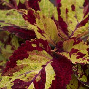 COLEUS MOSAIC COMPACT