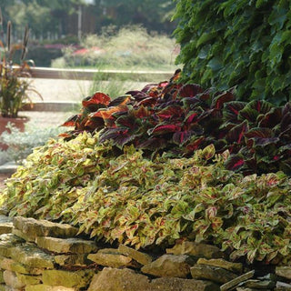 Coleus blumei <br>COLEUS MOSAIC
