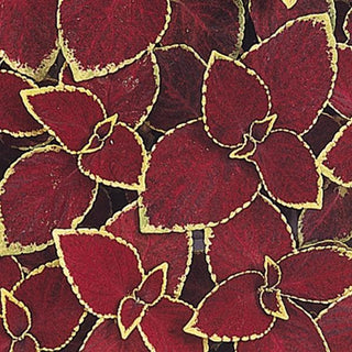 Coleus blumei <br>COLEUS SCARLET