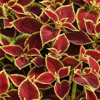 Coleus <br>COLEUS PREMIUM 'CRIMSON GOLD'