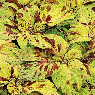 Coleus blumei <br>COLEUS MOSAIC