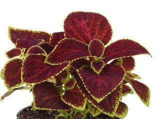 Coleus blumei <br>COLEUS SCARLET