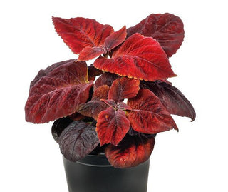 COLEUS 'RUSTY RED'