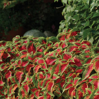 COLEUS PREMIUM 'WATERMELON'