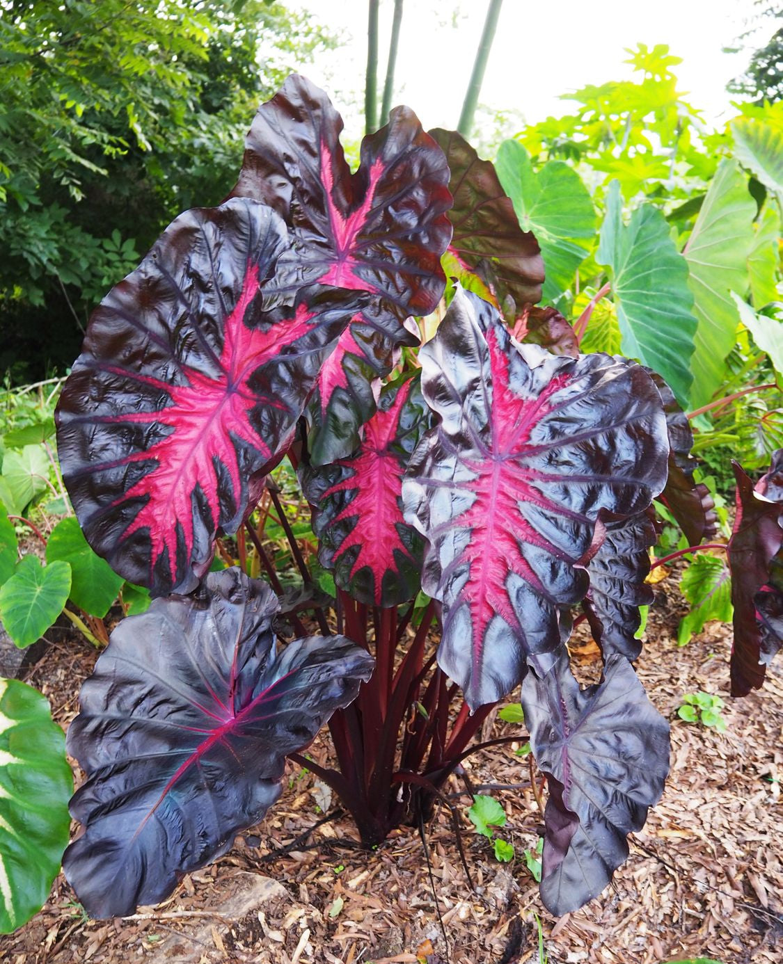 elephant ear live plant Colocasia ELEPHANT EARS REDEMPTION – Ferri Seeds