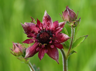 Potentilla palustris <br>BLOOD EYE CINQUEFOIL