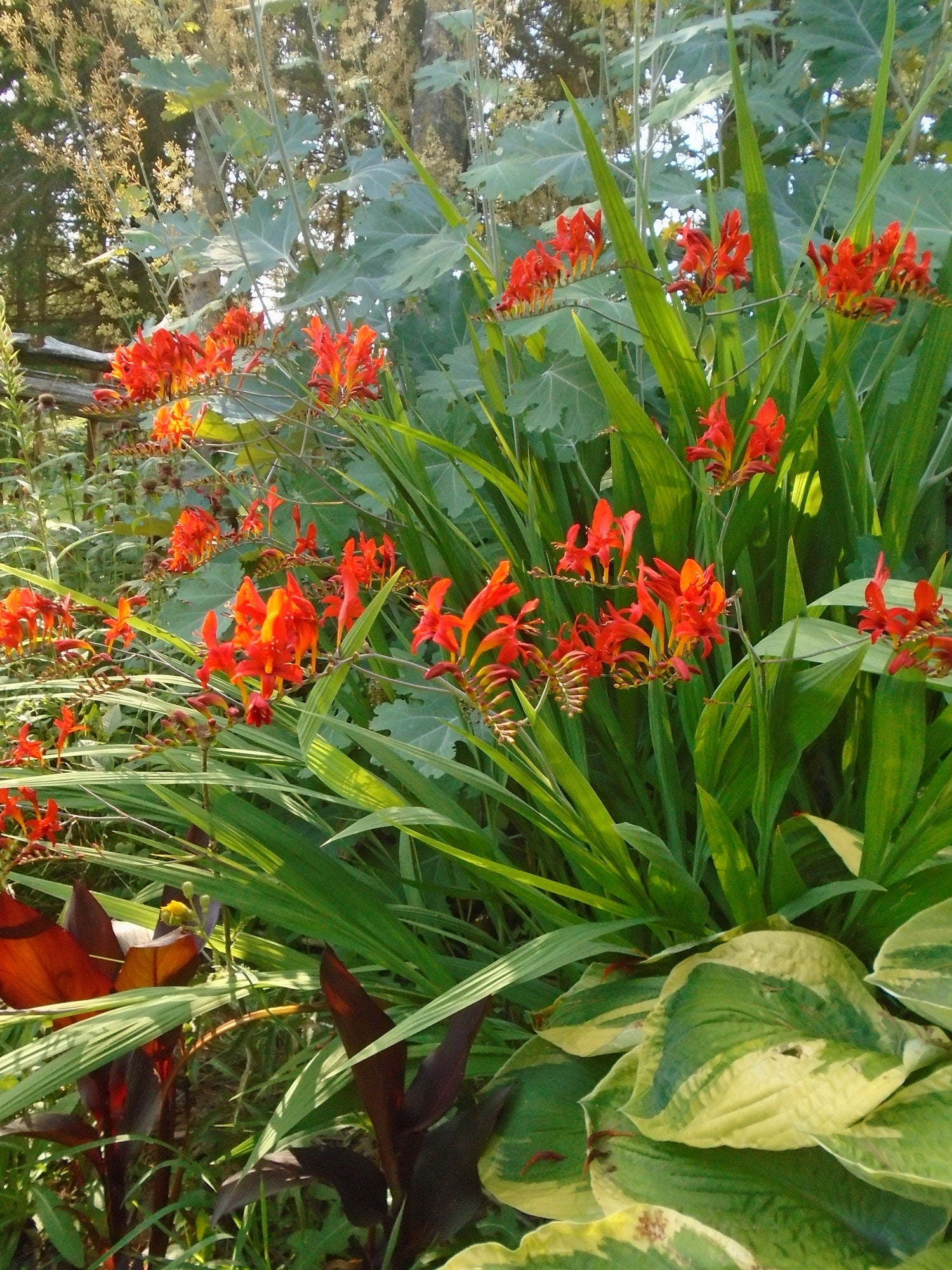 crocosmia lucifer seeds planting Crocosmia CROCOSMIA RED LUCIFER – Ferri Seeds