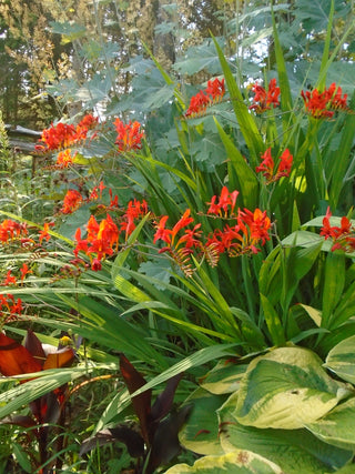 Crocosmia <br>CROCOSMIA RED LUCIFER