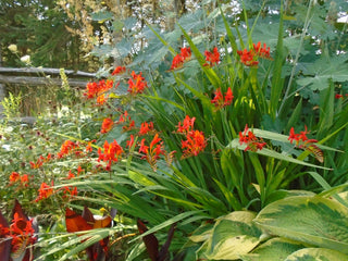 Crocosmia <br>CROCOSMIA RED LUCIFER