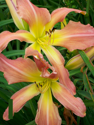 Hemerocalis <br>DAYLILY GIANT PINK