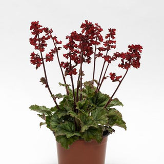 Heuchera sanguinea <br>CORAL BELLS 'RED HEUCHERETTE'