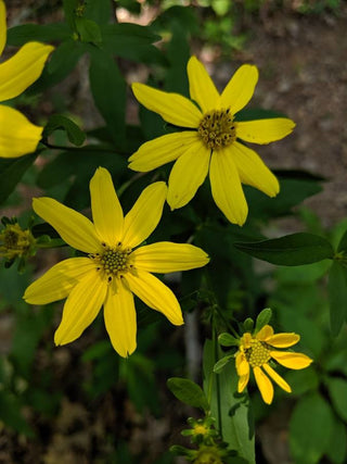 Coreopsis major, Anacis major <br>GREATER TICKSEED, WOOD TICKSEED