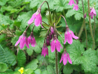 Cortusa matthioli <br>ALPINE BELLS