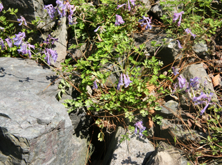 Corydalis linstowiana <br>HIMALAYAN LARKSPUR, FALSE BLEEDING HEART