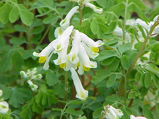 Pseudofumaria alba, Corydalis ochroleuca <br>WHITE CORYDALIS