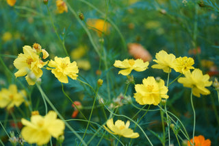 Cosmos sulphureus <br>COSMOS LEMON-YELLOW DWARF