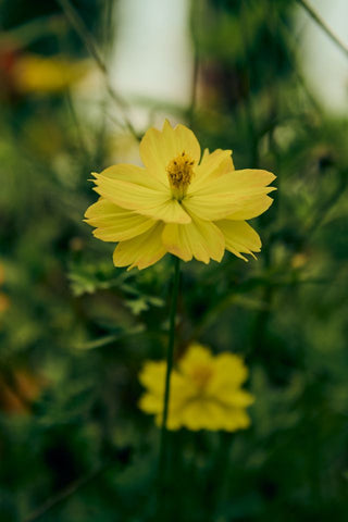 Cosmos sulphureus <br>COSMOS LEMON-YELLOW DWARF