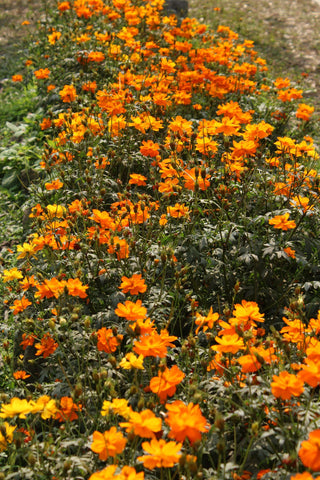 Cosmos sulphureus <br>COSMOS ORANGE