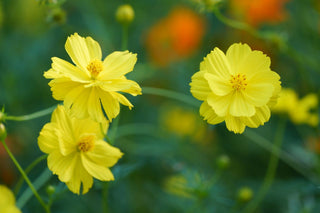Cosmos sulphureus <br>COSMOS LEMON-YELLOW DWARF