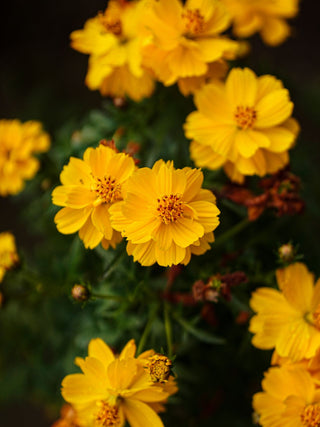 Cosmos sulphureus <br>COSMOS YELLOW