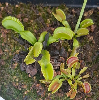 Dionaea muscipula <br>VENUS FLYTRAP 'CRACKER' x OP