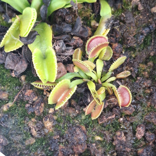 Dionaea muscipula <br>VENUS FLYTRAP 'CRACKER' x OP