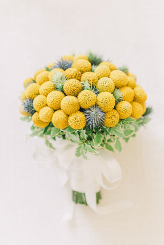 Craspedia globosa <br>YELLOW DRUMSTICK FLOWER