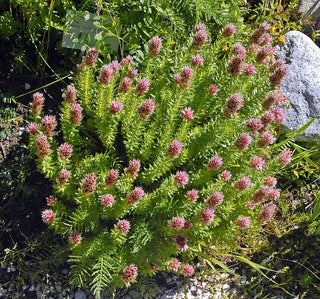 Rhodiola rhodantha <br>QUEEN'S CROWN