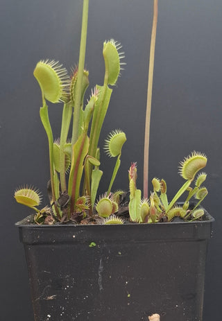 Dionaea muscipula <br>VENUS FLYTRAP 'CRISPY SUN' x OP