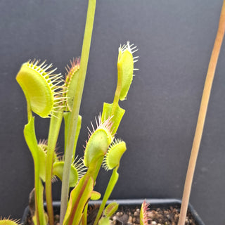 Dionaea muscipula <br>VENUS FLYTRAP 'CRISPY SUN' x OP