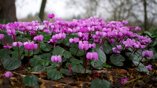 Cyclamen coum <br>HARDY CYCLAMEN MIXED COLOURS