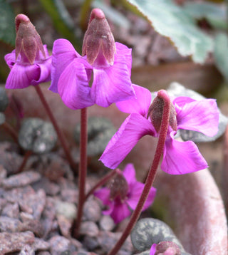 Cyclamen coum <br>PATTERN LEAF CYCLAMEN RED FLOWERS