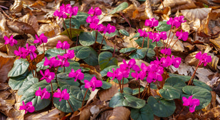 Cyclamen coum <br>HARDY CYCLAMEN MIXED COLOURS