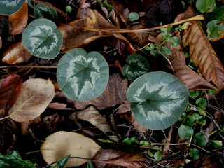 Cyclamen coum <br>PATTERN LEAF CYCLAMEN RED FLOWERS
