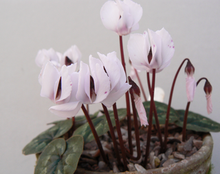 Cyclamen coum <br>HARDY CYCLAMEN WHITE FLOWER