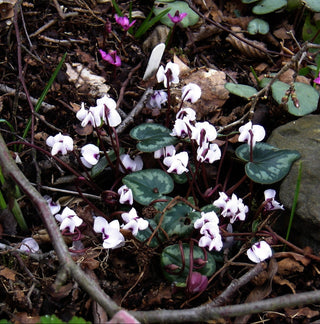 Cyclamen coum <br>WHITE HARDY CYCLAMEN