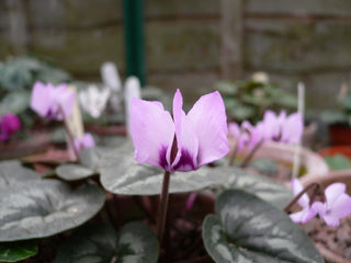 Cyclamen coum <br>PATTERN LEAF CYCLAMEN MIX