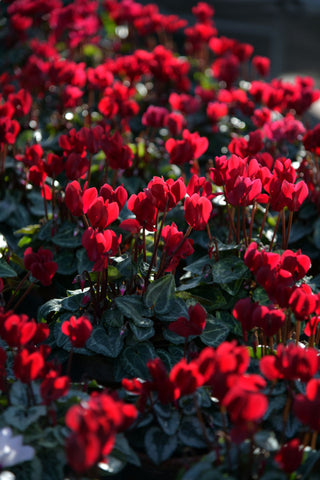Cyclamen hederifolium RED HARDY IVY LEAVED CYCLAMEN
