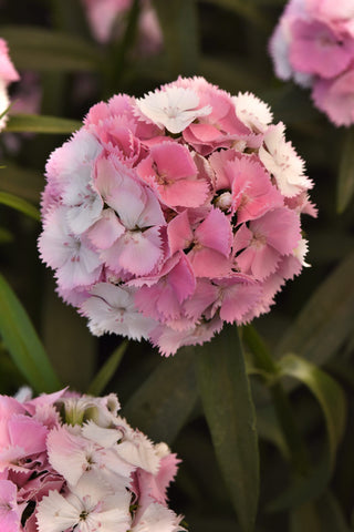 Dianthus barbatus <br>CHERRYBLOSSOM MAGIC SWEET WILLIAM