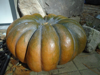 Cucurbita moschata <br>PUMPKIN 'MUSQUEE DE PROVENCE' FAIRYTALE