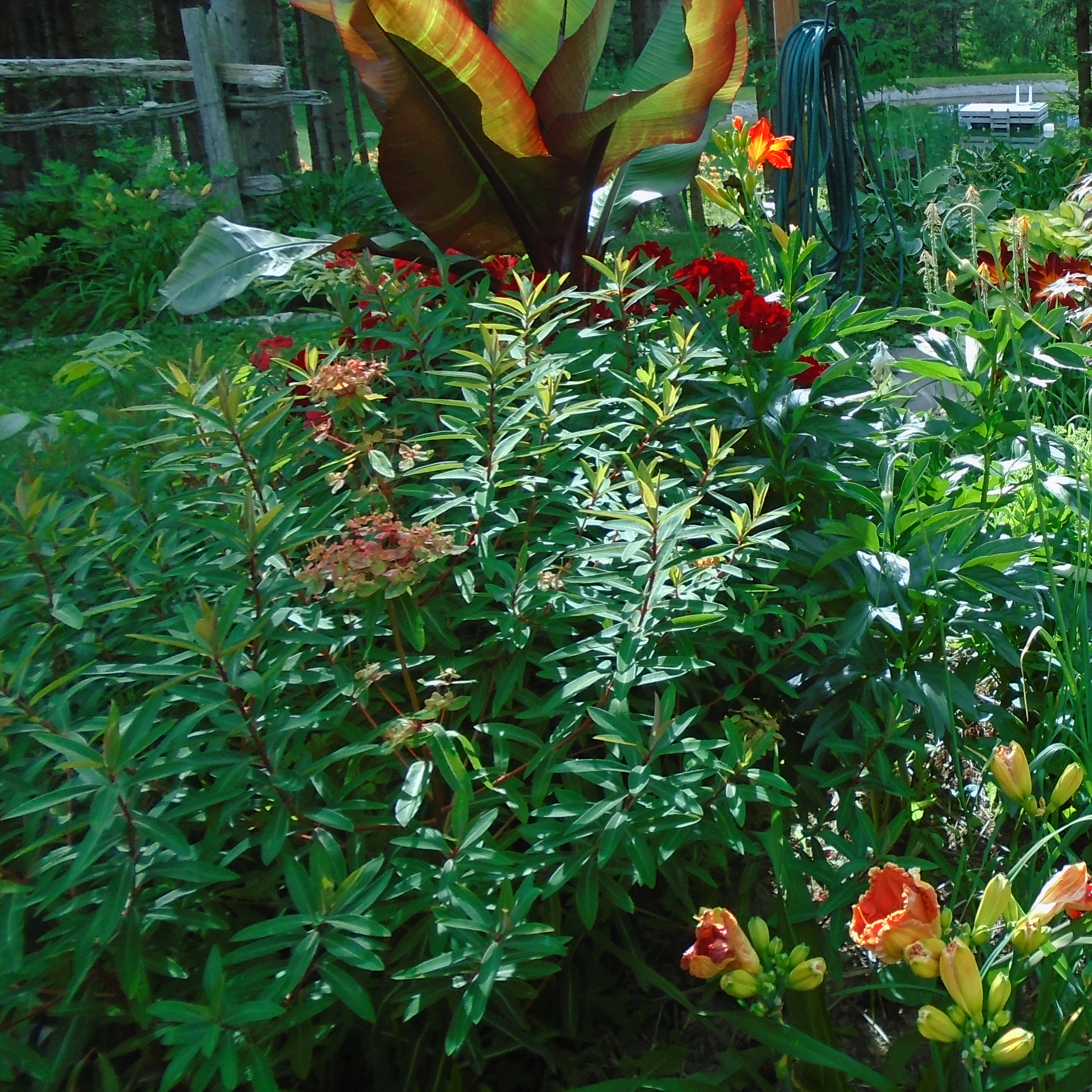 Orange Euphorbia Griffithii Also Known As Spurge Fireglow In Flower Stock Photo - Download Image Orange Euphorbia Griffithii Also Known As Spurge Fireglow In Flower Stock Photo - Download Image