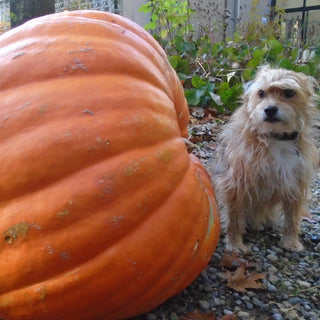 Cucurbita Pepo <br>ATLANTIC GIANT PUMPKIN Prize Winner!