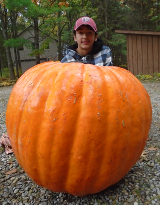 Cucurbita Pepo <br>ATLANTIC GIANT PUMPKIN Prize Winner!