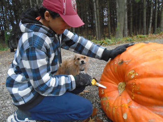 Cucurbita Pepo <br>ATLANTIC GIANT PUMPKIN