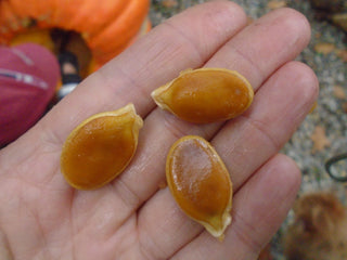 Cucurbita Pepo <br>ATLANTIC GIANT PUMPKIN Prize Winner!