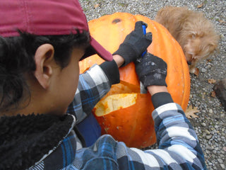 Cucurbita Pepo <br>ATLANTIC GIANT PUMPKIN