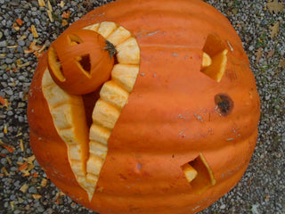 Cucurbita Pepo <br>ATLANTIC GIANT PUMPKIN Prize Winner!