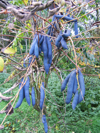Decaisnea fargesii <br>BLUE SAUSAGE FRUIT