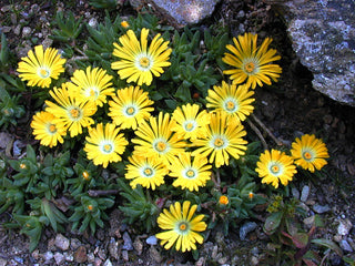 Delosperma congestum <br>ICE PLANT YELLOW GOLD NUGGET