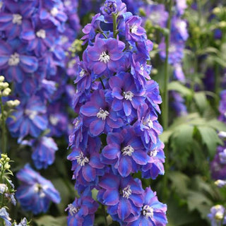 Delphinium elatum <br>DELPHINIUM GUARDIAN BLUE